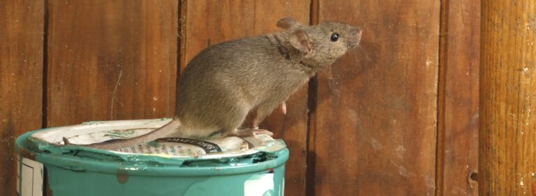 Rat Pest Control: Coping With Unwanted Rodents  Top Line Pest Control