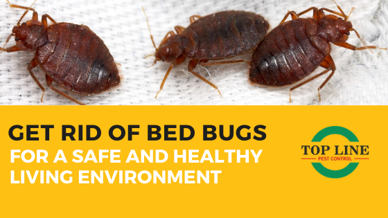 Get rif of bed bugs