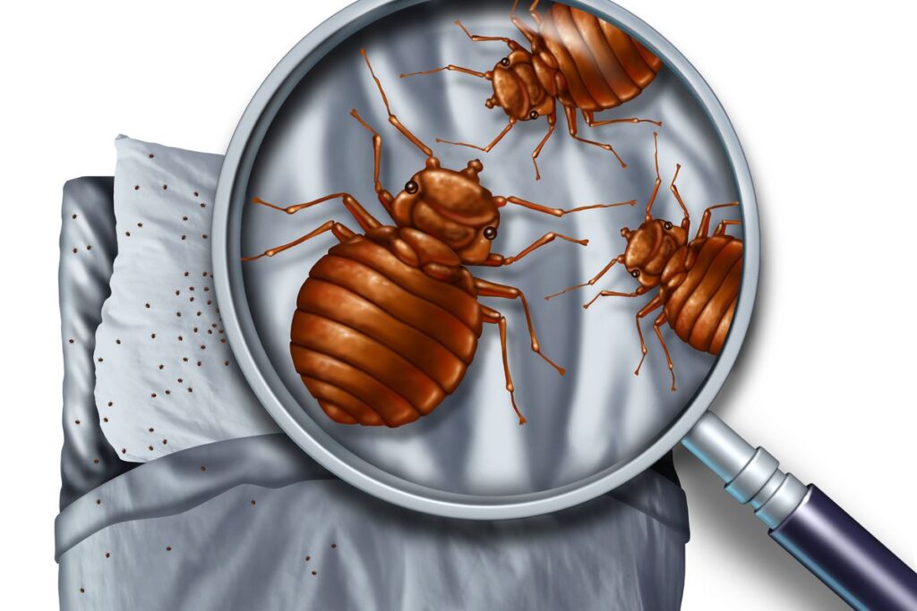 How To Keep Bed Bugs From Coming Home With You?