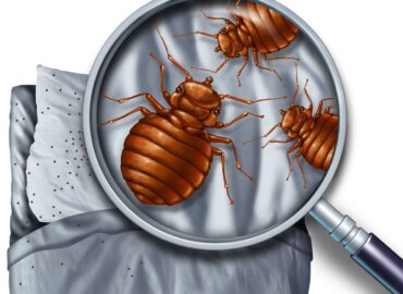 Protecting Your Home from Bed Bugs