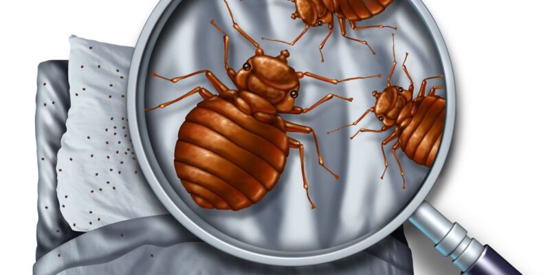 Protecting Your Home from Bed Bugs