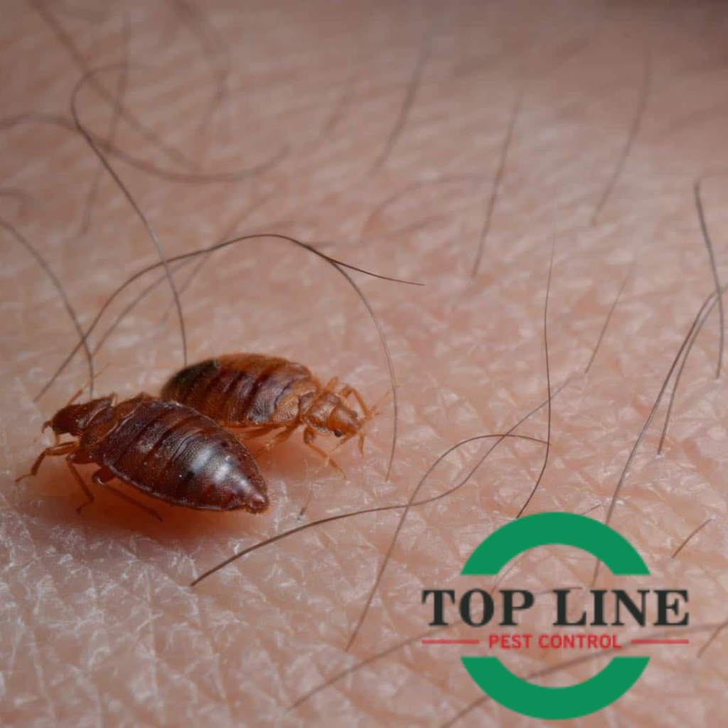 Bed Bug Topline Pest Control