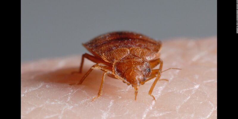 Bed Bugs Topline Pest Control