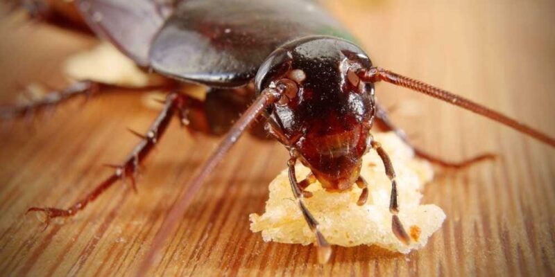 Squashing cockroaches Topline Pest Control