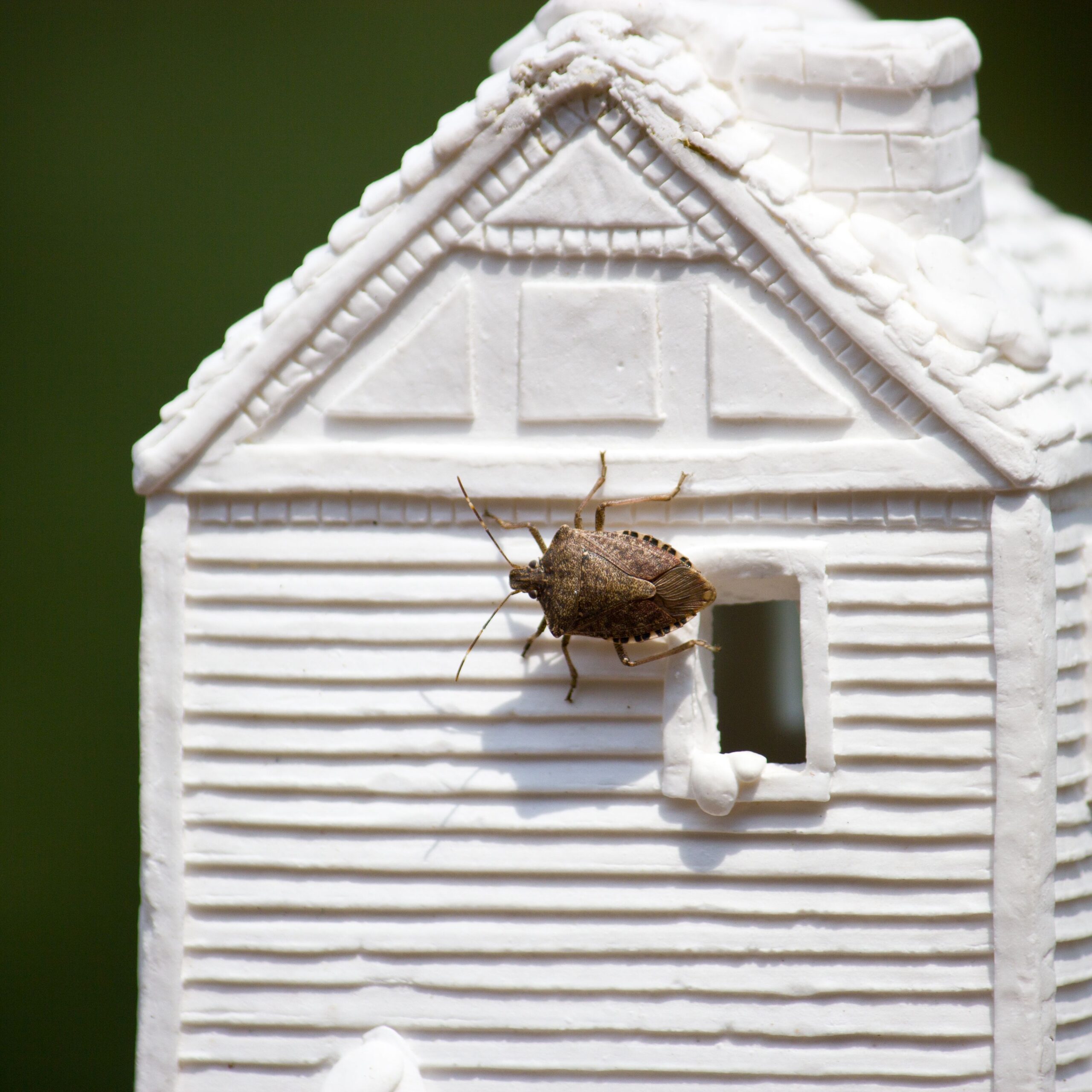 stink bugs