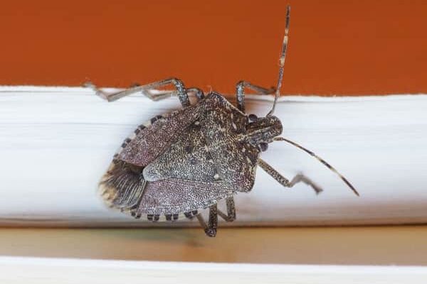 Stink Bugs Topline Pest Control