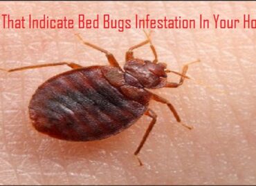 Signs That Indicate Bed Bugs Infestation In Your Home