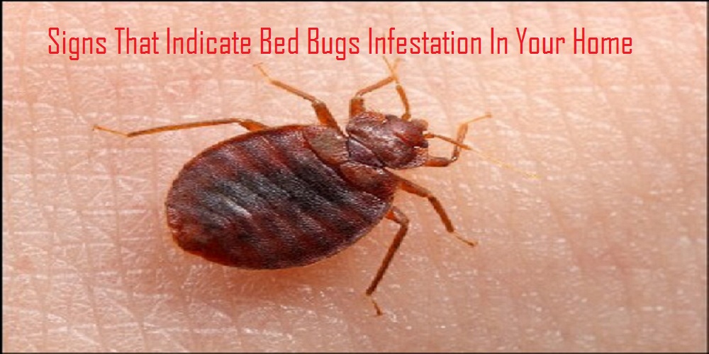 Signs That Indicate Bed Bugs Infestation In Your Home