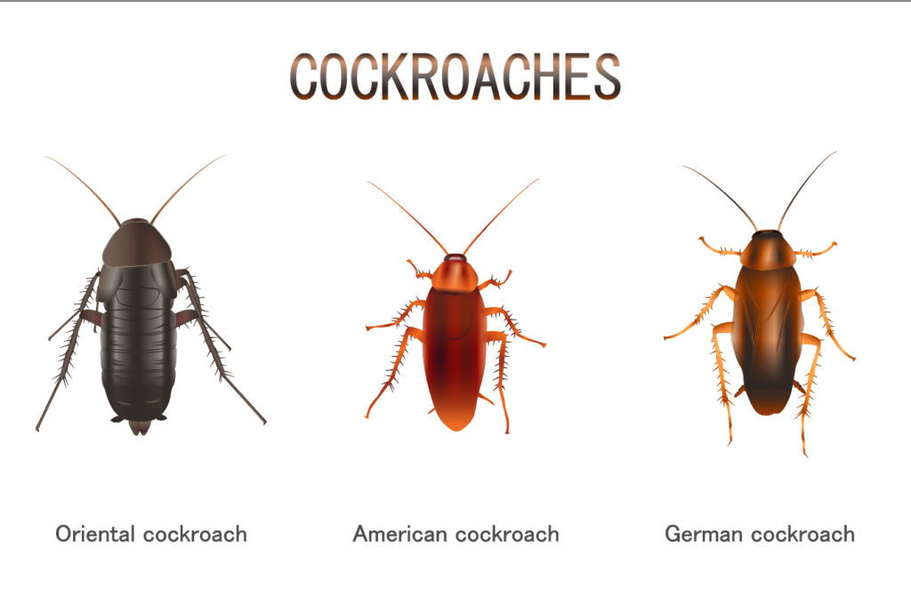 control-cockroach-in-vancouver-area-with-these-techniques