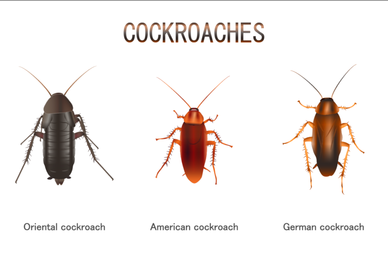 Types Of Roaches 768x511 