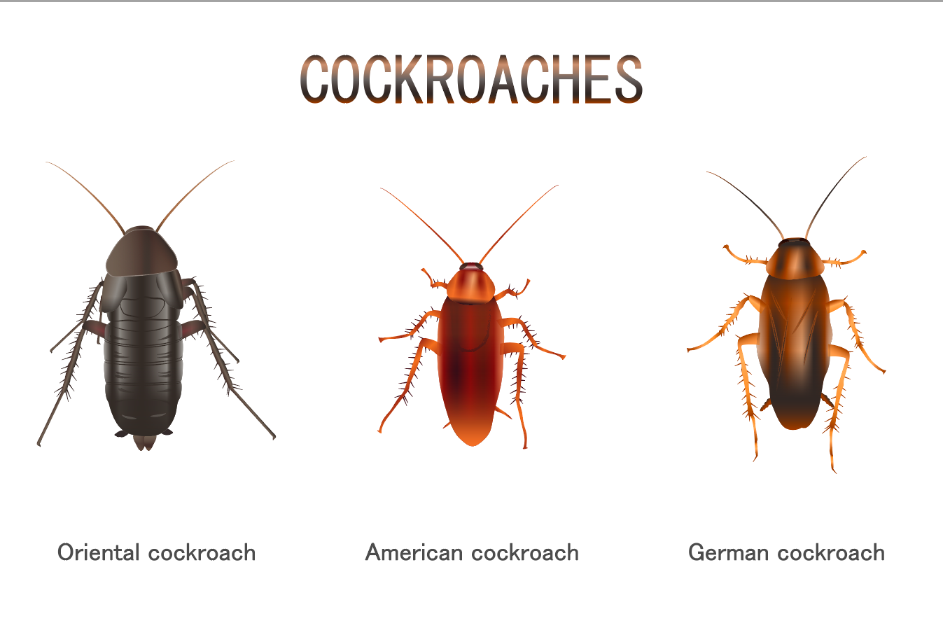 Control Cockroach