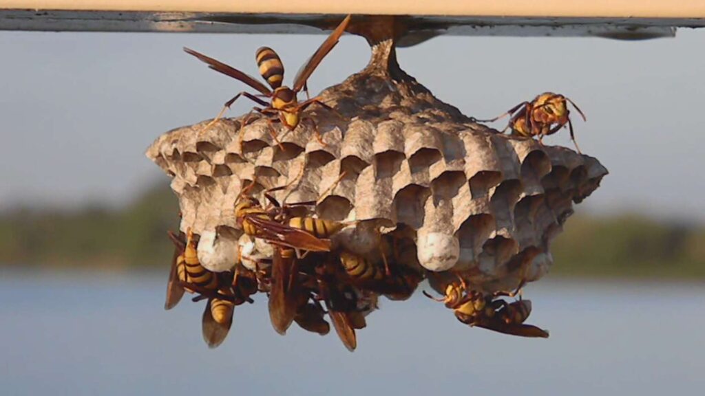 Wasp control