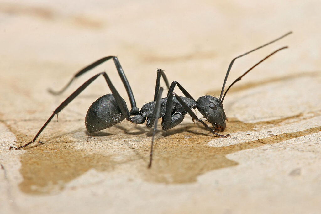 carpenter ant topline Pest Control