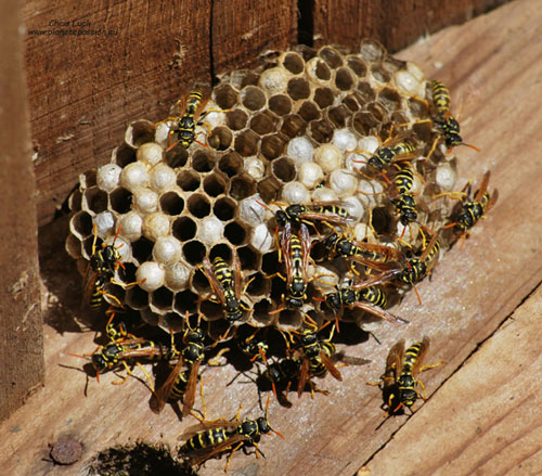 Wasp control