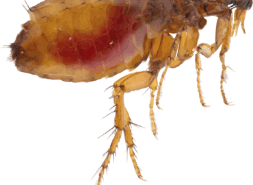 Flea control exterminator - close-up of a flea for pest identification