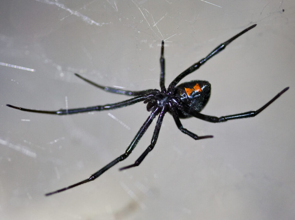 How To Identify Common Spiders - Top Line Pest Control