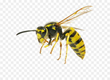 Wasp vs yellow jacket vs hornet identification photo