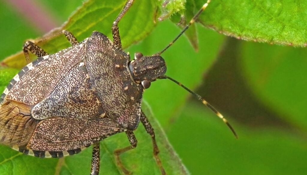 Stink BugsWhat attracts them and what risks do they pose?