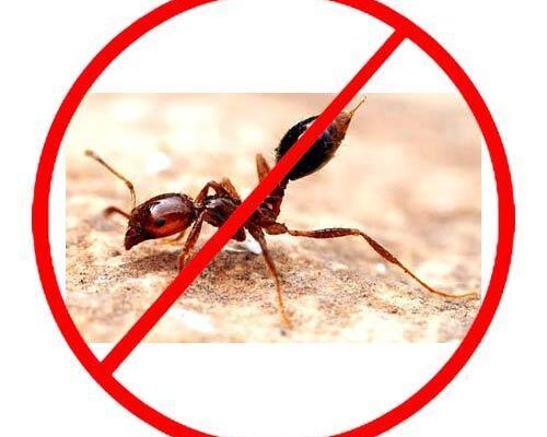tips to avoid ants