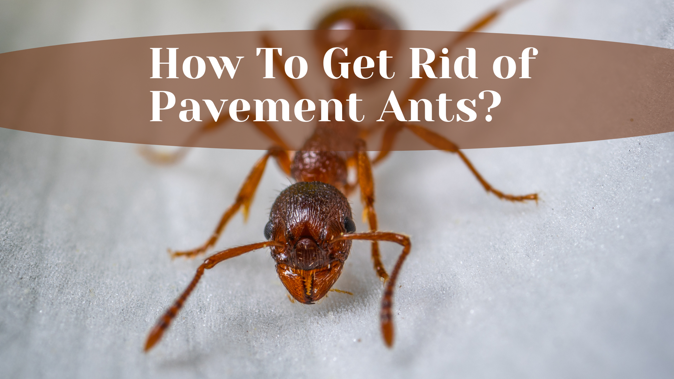 Get Rid Of Pavement Ants