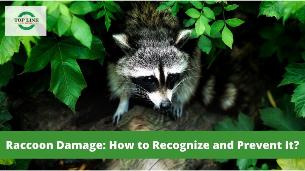 Raccoon Damage: How to Recognize and Prevent It?