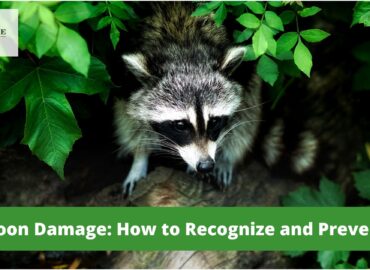 Raccoon Damage: How to Recognize and Prevent It?