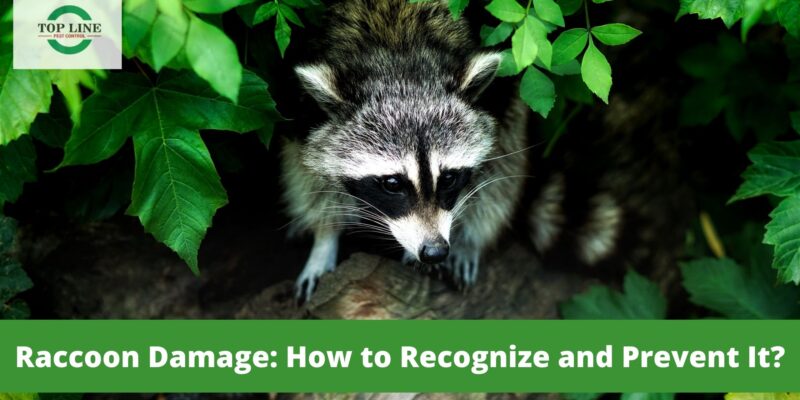 Raccoon Damage: How to Recognize and Prevent It?