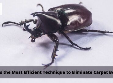 Technique to Eliminate Carpet Beetles?