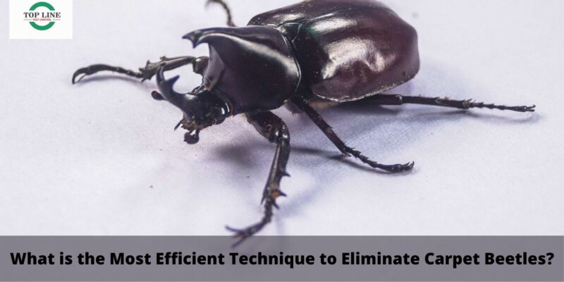 Technique to Eliminate Carpet Beetles?