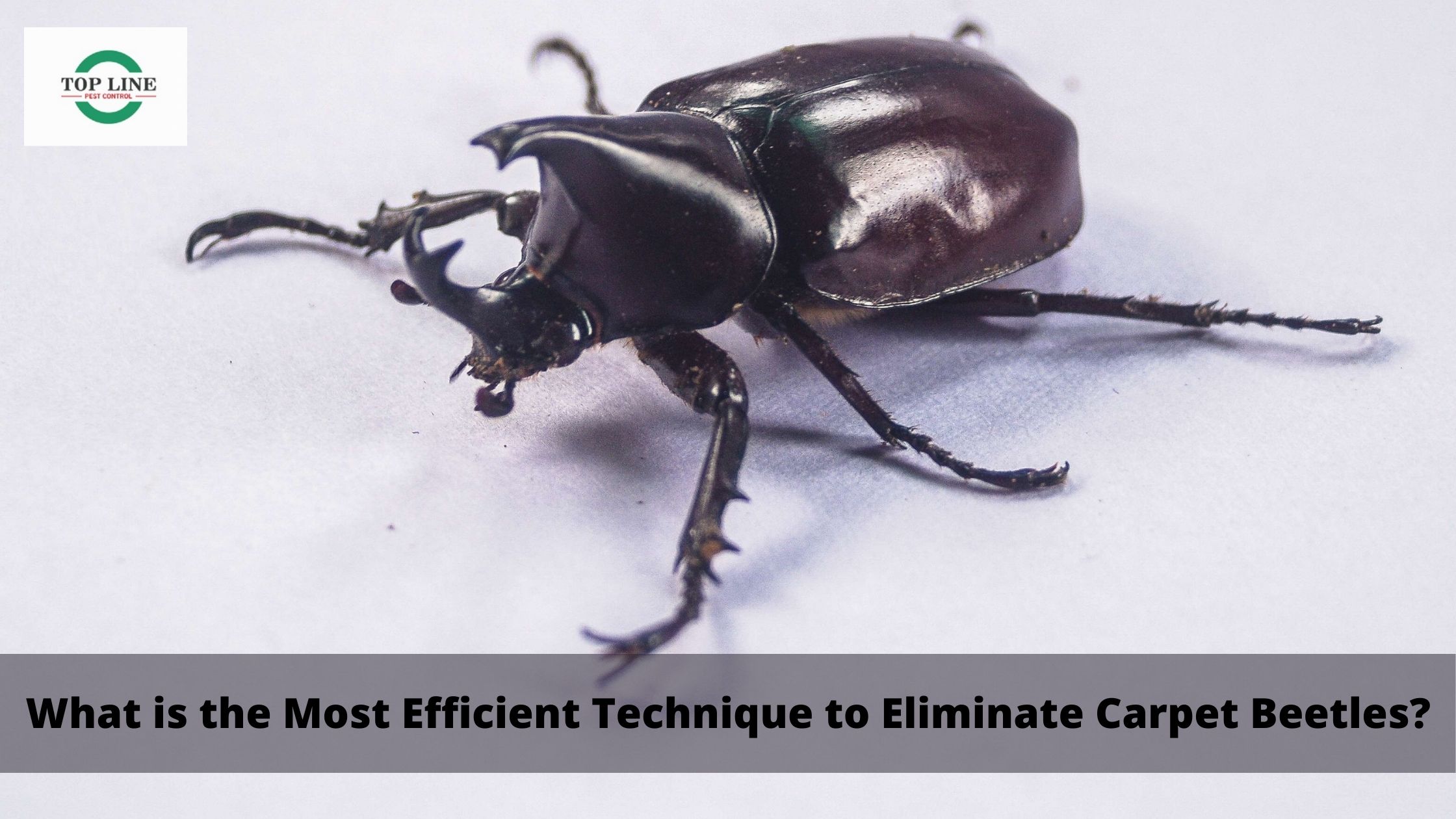 Technique to Eliminate Carpet Beetles?