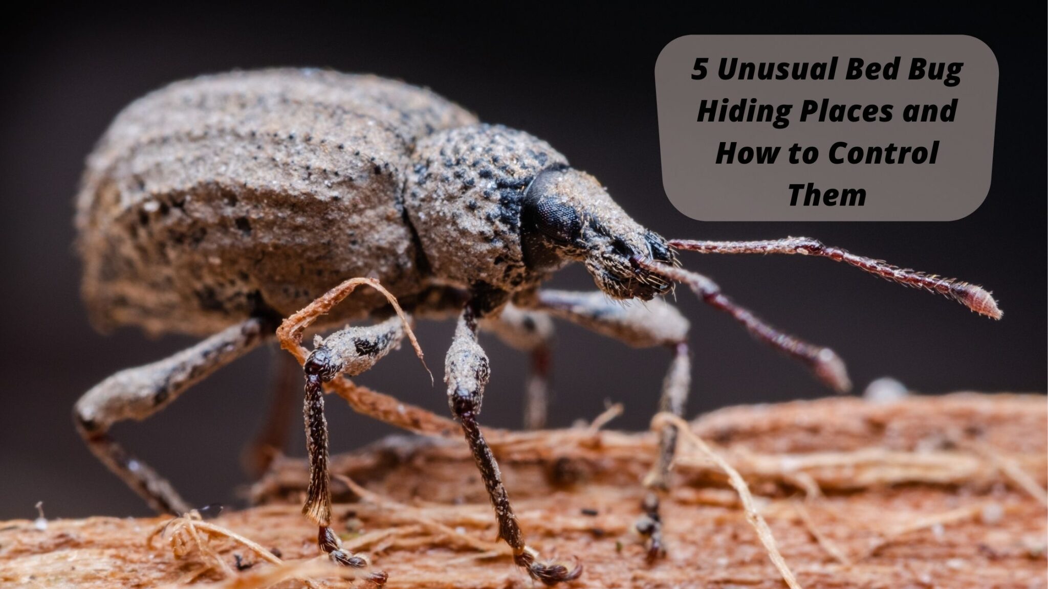 5 Unusual Bed Bug Hiding Places and How to Control Them