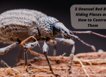 5 Unusual Bed Bug Hiding Places