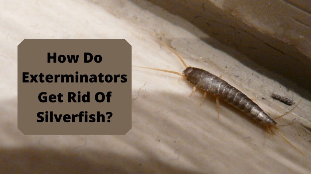 How Do Exterminators Get Rid Of Silverfish?