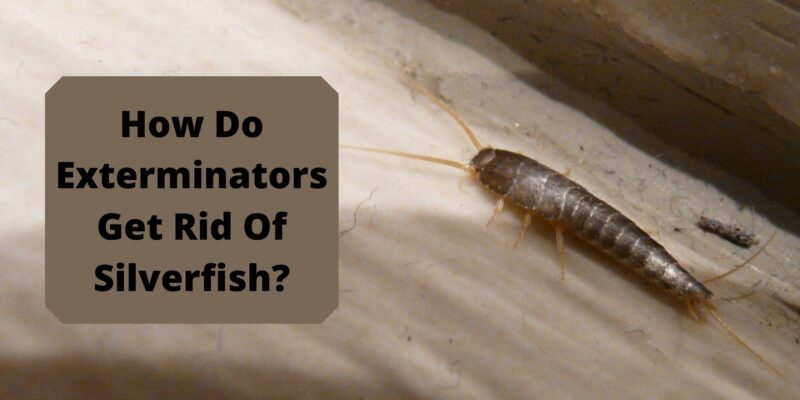 How Do Exterminators Get Rid Of Silverfish?