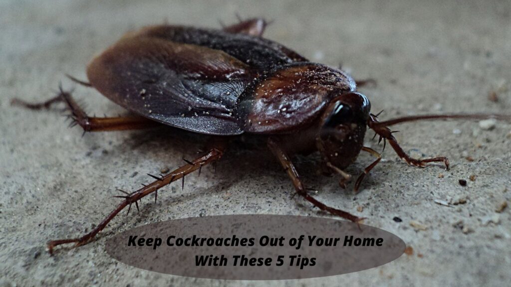 Keep Cockroaches Out of Your Home With These 5 Tips