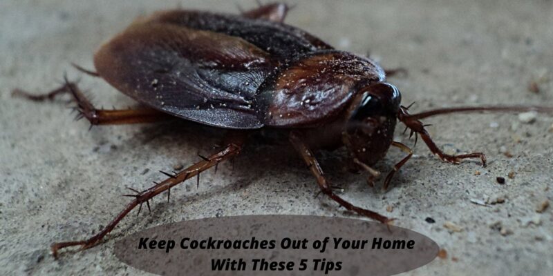 Keep Cockroaches Out of Your Home With These 5 Tips