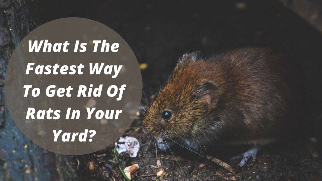 What Is The Fastest Way To Get Rid Of Rats In Your Yard?