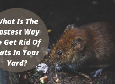 What Is The Fastest Way To Get Rid Of Rats In Your Yard?