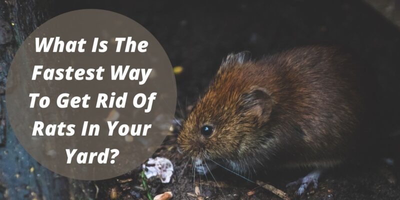 What Is The Fastest Way To Get Rid Of Rats In Your Yard?