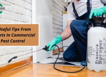 5 Useful Tips From Experts In Commercial Pest Control