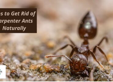 Tips to Get Rid of Carpenter Ants Naturally