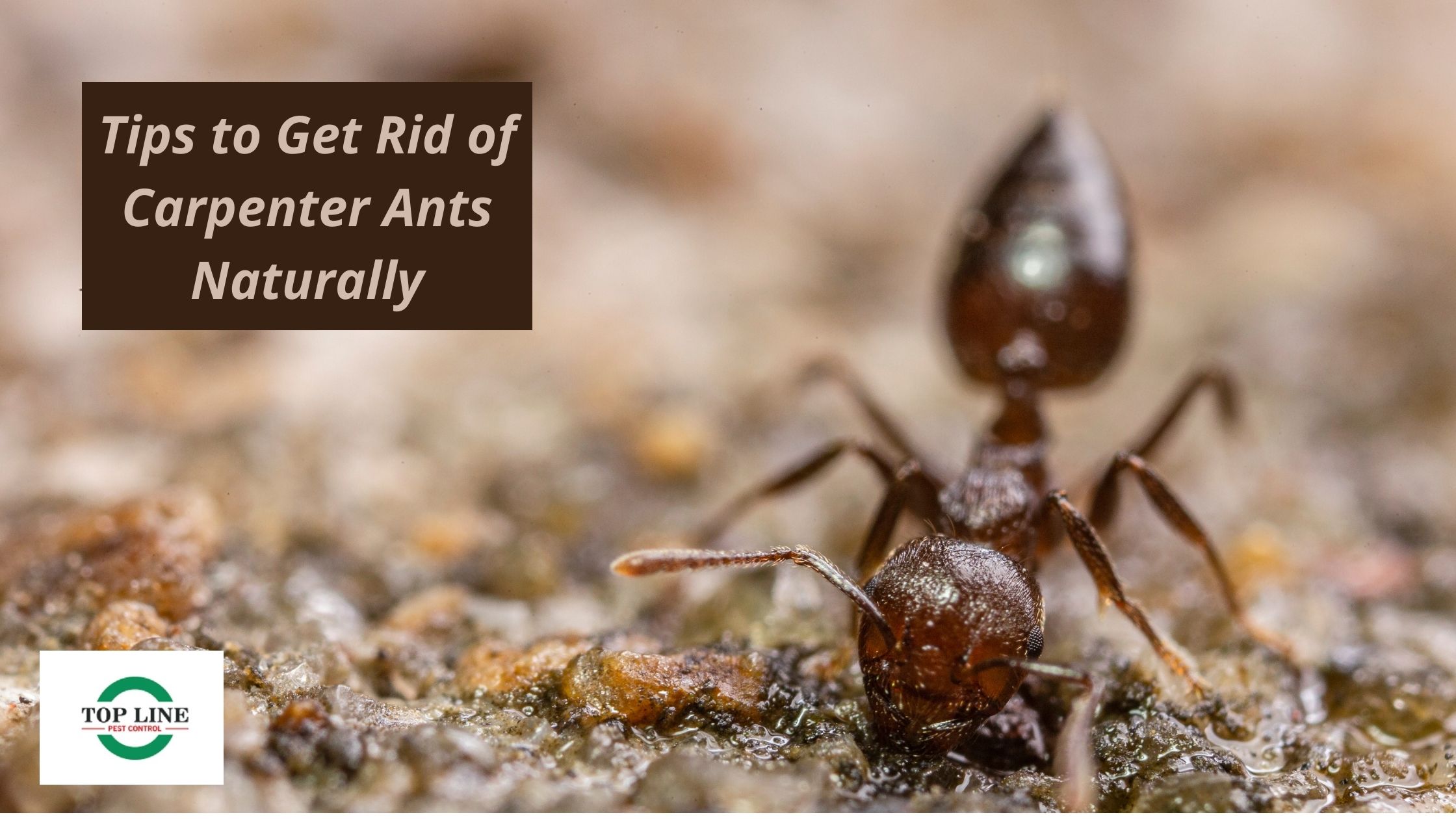 Tips to Get Rid of Carpenter Ants Naturally