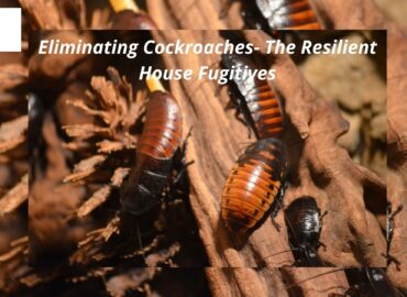 Eliminating Cockroaches- The Resilient House Fugitives