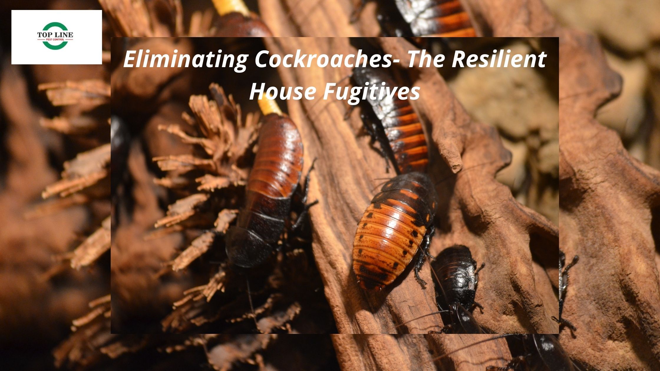 Eliminating Cockroaches- The Resilient House Fugitives