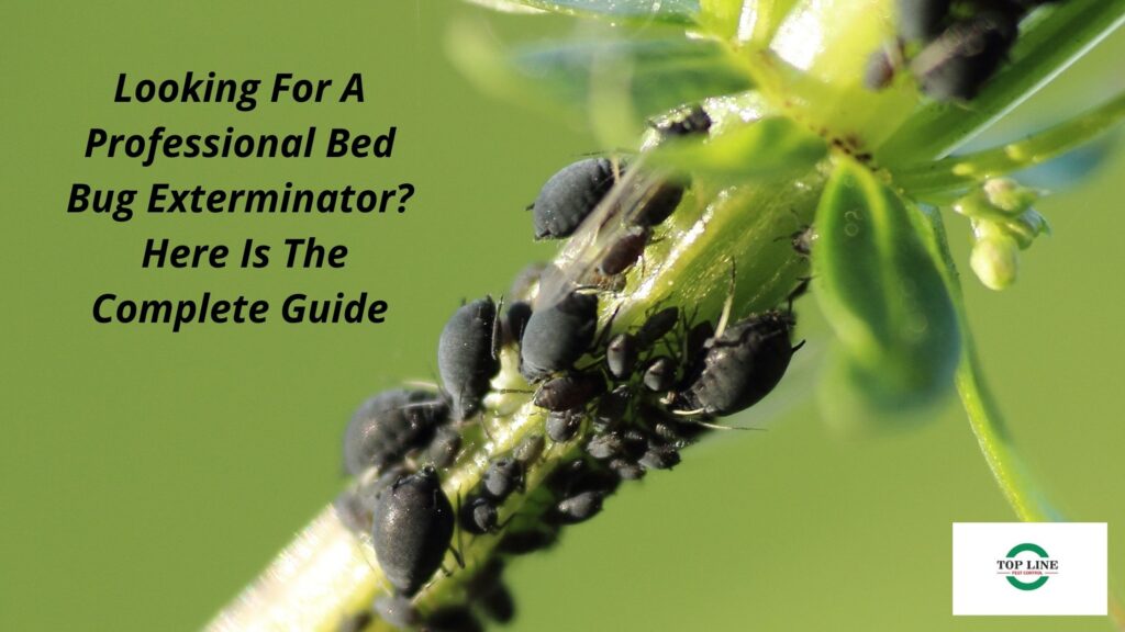 Looking For A Professional Bed Bug Exterminator? Here Is The Complete Guide