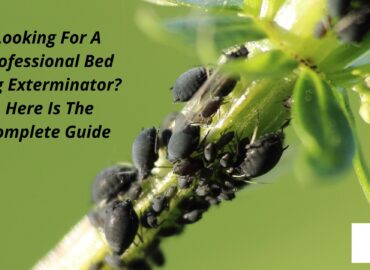 Looking For A Professional Bed Bug Exterminator? Here Is The Complete Guide