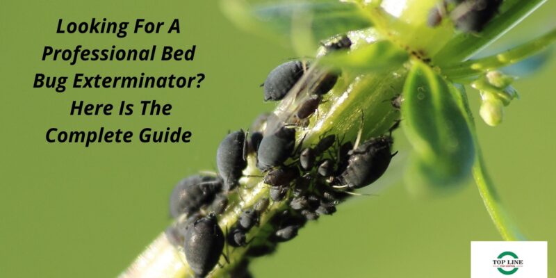 Looking For A Professional Bed Bug Exterminator? Here Is The Complete Guide