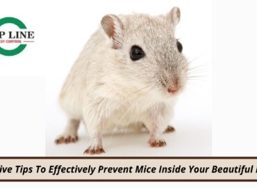Top Five Tips To Effectively Prevent Mice Inside Your Beautiful Home