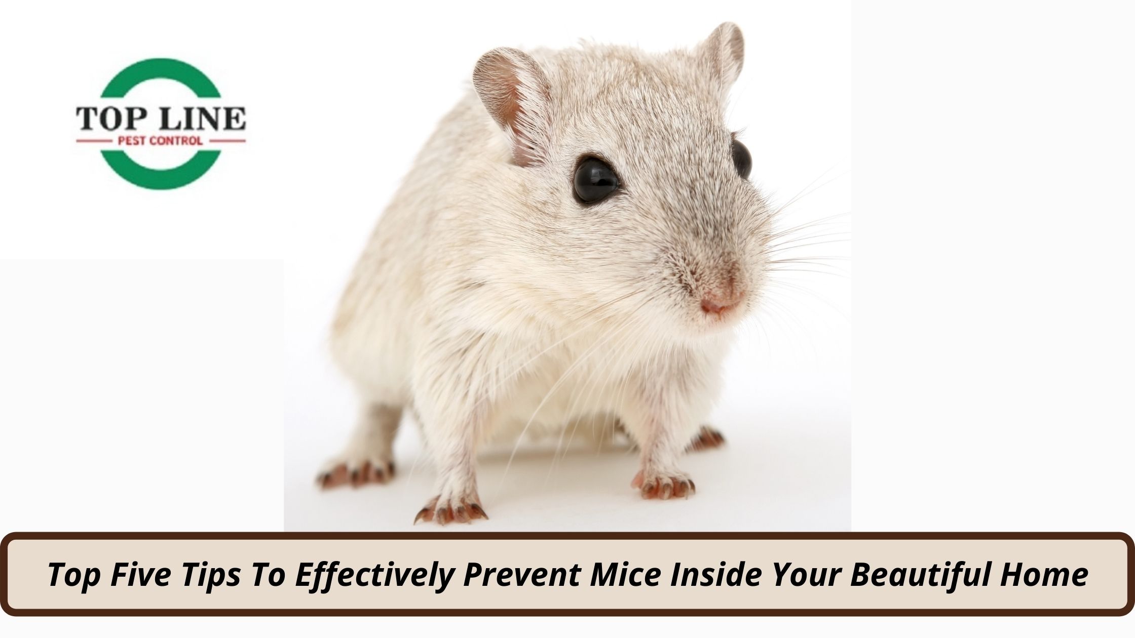 Top Five Tips To Effectively Prevent Mice Inside Your Beautiful Home