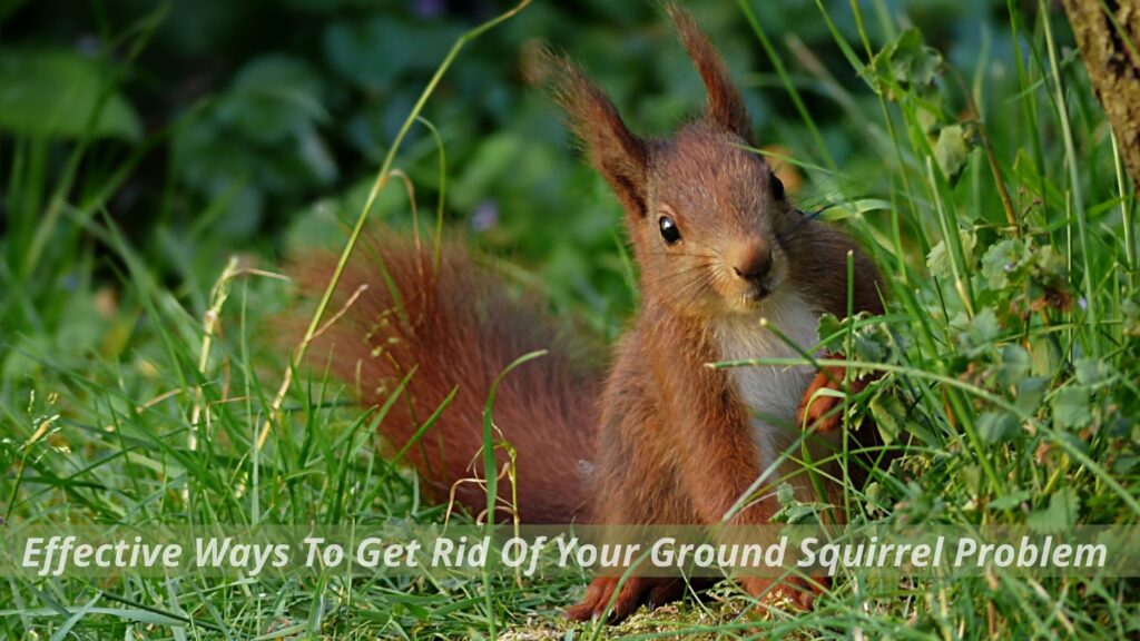 Effective Ways To Get Rid Of Your Ground Squirrel Problem 